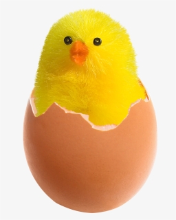 Chicken In Broken Egg Png Image - Chicken Egg Png Transparent, Png Download, Free Download