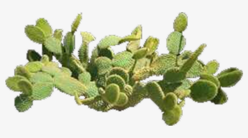 Prickly Pear Top View, HD Png Download, Free Download