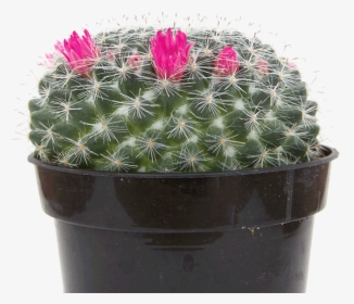 Mammillaria "old Lady Cactus""  Class= - Flowerpot, HD Png Download, Free Download
