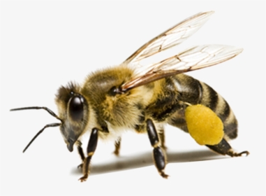 Bee Png Hd - Transparent Background Honey Bee Png, Png Download, Free Download