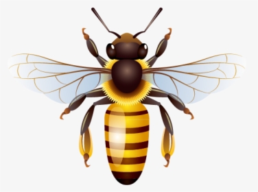 Bee Png - Clip Art Honey Bees, Transparent Png, Free Download