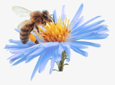 Bee, Get Relief Enjoy Life Kern Allergy Medical Center - Bee With A Flower Png, Transparent Png, Free Download
