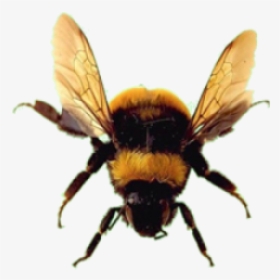 Bee Png Free Download - Bee With No Background, Transparent Png, Free Download