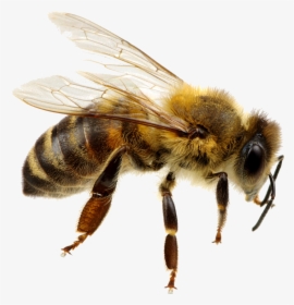 Bee Png Background - Transparent Background Bee Png, Png Download, Free Download