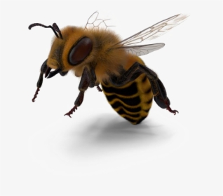 Bee Png Image - Portable Network Graphics, Transparent Png, Free Download