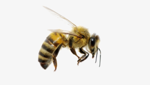 Bee Png Image Download - Bee With A Top Hat, Transparent Png, Free Download