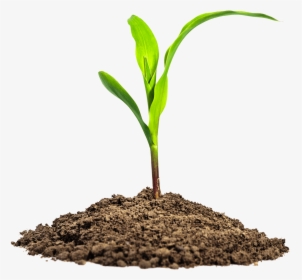Leaves In Dirt Png Image - Maize Seedling, Transparent Png, Free Download