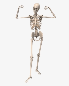 Human Skeleton, HD Png Download, Free Download
