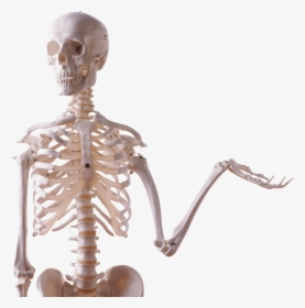Skeleton Png - Printable Pictures Of The Skeletal System, Transparent Png, Free Download