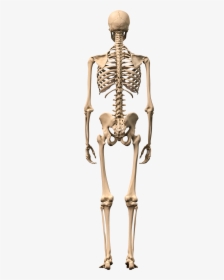 Skeleton Png Download Png Image With Transparent Background - Skeleton Png, Png Download, Free Download