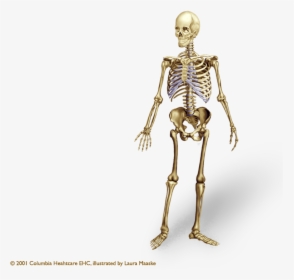 Png Of Human Skeleton - Human Skeleton Png, Transparent Png, Free Download