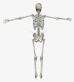 Human Skeleton Crucifix Cross - Skeleton With Cross, HD Png Download, Free Download