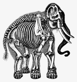 Elephant Skeleton Clip Arts - Scientific Illustration Elephant, HD Png Download, Free Download