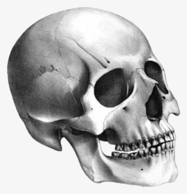 Skeleton Png Free Download - Skull Transparent Background, Png Download, Free Download