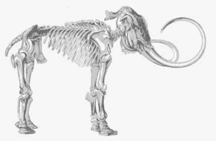 Input Mammoth-skeleton - Fossils In Lower Siwalik Hills, HD Png Download, Free Download