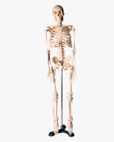 Skeleton Png - Скелет Png, Transparent Png, Free Download