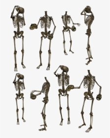 Skeleton Skeletons Bones Skull Funny Humor Human - Skeletons Png, Transparent Png, Free Download