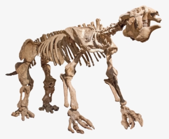 Animal Skeletons Png, Transparent Png, Free Download