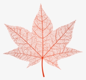 Maple-leaf - Autumn Leaves Png, Transparent Png, Free Download