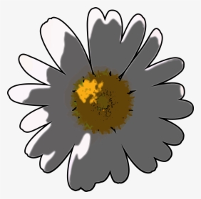Camomile Flower Png Clipart - Daisy, Transparent Png, Free Download