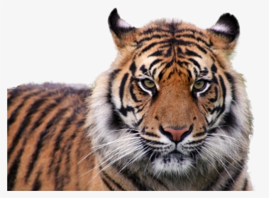 Tiger Png Image - Care For Your Pet Tiger, Transparent Png, Free Download