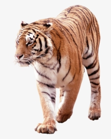Free Png Tiger - South China Tiger Png, Transparent Png, Free Download