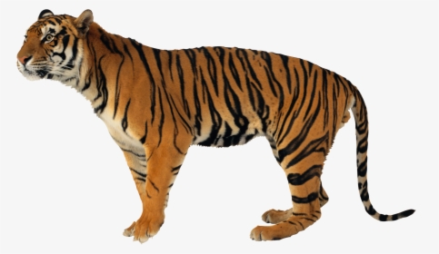 Tiger Png - Тигр Клипарт, Transparent Png, Free Download