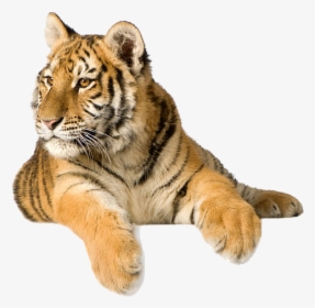 Tiger Png Photo Background - Загадки Про Диких Животных, Transparent Png, Free Download