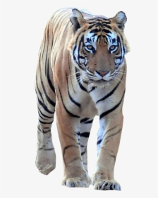 Tiger Walking Frontal Png Image - Tiger Walking Png, Transparent Png, Free Download
