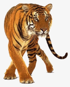 Tiger Png Free Download - Real Tiger Png, Transparent Png, Free Download