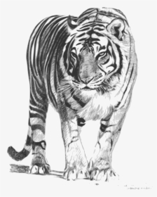 Bengal Tiger Clip Arts - Royal Bengal Tiger Sketch, HD Png Download, Free Download