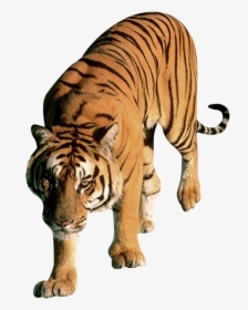 Download For Free Tiger Transparent Png File - Tiger Png, Png Download, Free Download