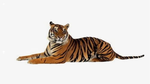 Tigers Png Download - Tiger Png, Transparent Png, Free Download