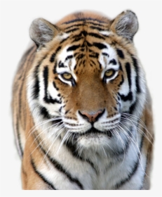 Tiger Png Image - Tigers At Marwell Zoo, Transparent Png, Free Download