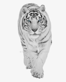 Bengal-tiger - Transparent Background White Tiger Png Hd, Png Download, Free Download