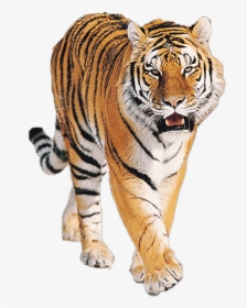 Tiger Png Free Download - Tiger Png, Transparent Png, Free Download