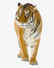 Tiger Lion Cat Stock Photography - Tiger India Vs Dragon China, HD Png Download, Free Download