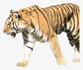 Siberian Tiger , Png Download - Siberian Tiger Transparent, Png Download, Free Download