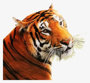 Tiger Photo Png Background, Transparent Png, Free Download