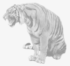 Transparent Tony The Tiger Png - Blue Maltese Tiger Real, Png Download, Free Download