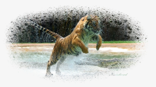Tiger Jumping - Background Hd Tiger Jump, HD Png Download, Free Download