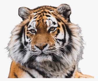 Alt Text - Siberian Tiger, HD Png Download, Free Download