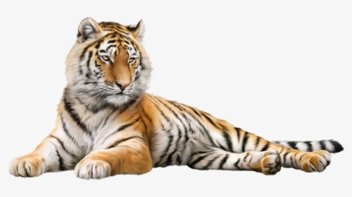Serigala Harimau Dan Singa, HD Png Download, Free Download