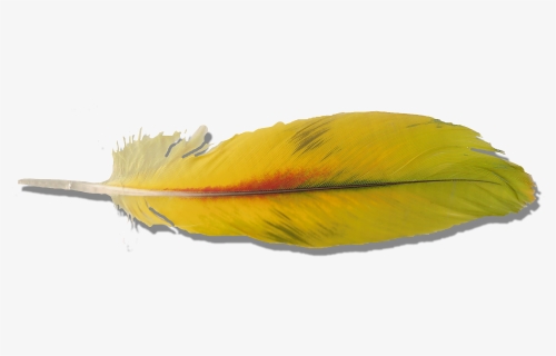 Yellow Parrot Feather Yellow Parrot Feather - Close-up, HD Png Download, Free Download