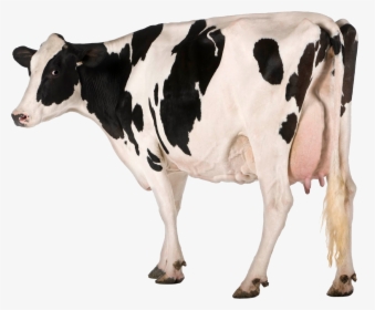 Cow Png Free Image Download - Holstein Cow White Background, Transparent Png, Free Download