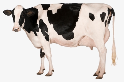 Black Spots Cow Png Picture - Farm To Table Cow, Transparent Png, Free Download