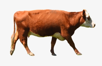 Png Brown Cow - Cows Png, Transparent Png, Free Download
