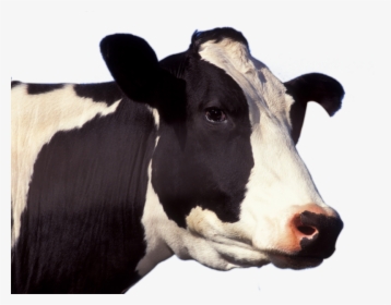 50627 - Close Up Of Cow, HD Png Download, Free Download