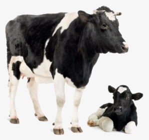 Transparent Jersey Cow Clipart - Cow And Calf Png, Png Download, Free Download