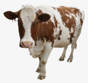 Download Cow Png - Brown Cow Png, Transparent Png, Free Download